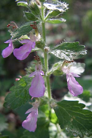 Teucrium scordium \ Knoblauch-Gamander / Water Germander, Kroatien/Croatia Krka 3.6.2008