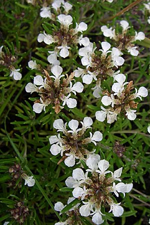 Teucrium montanum \ Berg-Gamander / Mountain Germander, Kroatien/Croatia Istrien/Istria, Vrh 6.6.2008