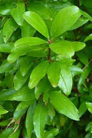 Punica granatum \ Granatapfel, Kroatien Istrien, Ičići 18.8.2016