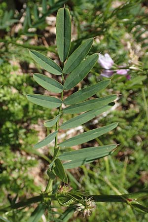 Galega officinalis \ Geiraute / Goat's Rue, Kroatien/Croatia Učka 12.8.2016