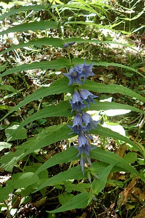 Gentiana asclepiadea / Willow Gentian, Croatia Risnjak 14.8.2016