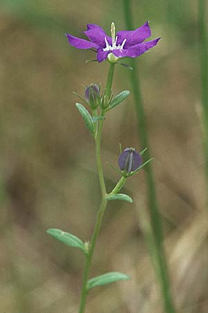 Legousia speculum-veneris \ Gewhnlicher Frauenspiegel, Venusspiegel, Kroatien Istrien, Gračišće 27.5.2006