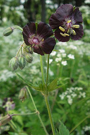 Geranium phaeum \ Brauner Storchschnabel, Kroatien Medvednica 5.6.2006