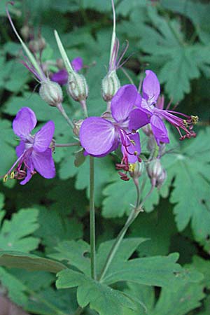 Geranium macrorrhizum \ Felsen-Storchschnabel, Kroatien Velebit 17.7.2007