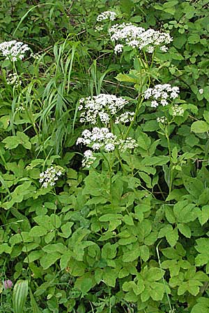 Aegopodium podagraria / Ground Goutweed, Bishop's Elder, Croatia Istria, Gračišće 27.5.2006