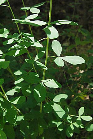 Cytisus nigricans \ Schwarzwerdender Geiklee, Kroatien Medvednica 20.7.2007