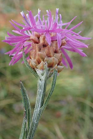 Centaurea jacea \ Wiesen-Flockenblume, Kroatien Učka 12.8.2016