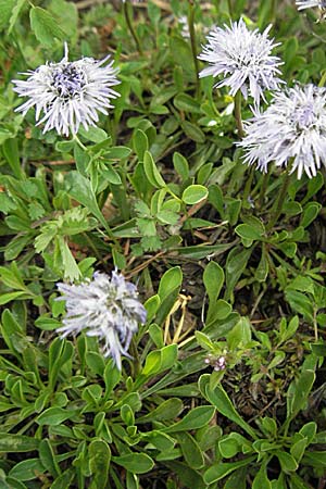 Globularia cordifolia \ Herzblttrige Kugelblume, Kroatien Velebit Oltare 31.5.2006