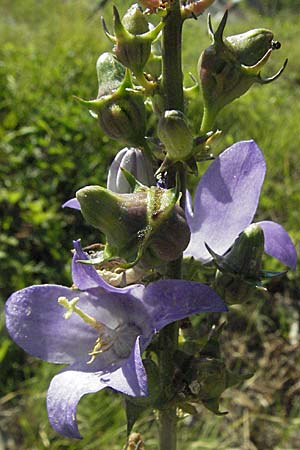 Campanula pyramidalis \ Adriatische Glockenblume, Pyramiden-Glockenblume / Chimney Bellflower, Kroatien/Croatia Rijeka-Trsat 15.7.2007