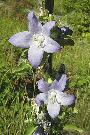 Campanula pyramidalis / Chimney Bellflower, Croatia Rijeka-Trsat 15.7.2007