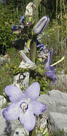 Campanula pyramidalis \ Adriatische Glockenblume, Pyramiden-Glockenblume / Chimney Bellflower, Kroatien/Croatia Rijeka-Trsat 15.7.2007