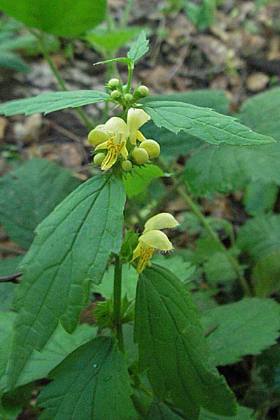 Lamium montanum / Mountain Yellow Archangel, Croatia Medvednica 5.6.2006