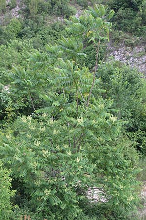 Ailanthus altissima \ Chinesischer Gtterbaum / Tree of Heaven, Kroatien/Croatia Visovac 2.6.2008