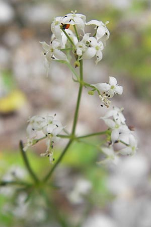 Galium lucidum / Shining Bedstraw, Croatia Učka 28.6.2010