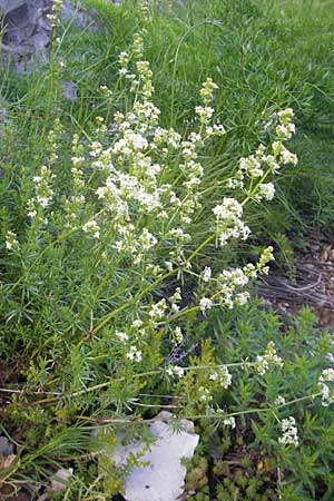 Galium lucidum \ Glanz-Labkraut, Kroatien Učka 28.6.2010