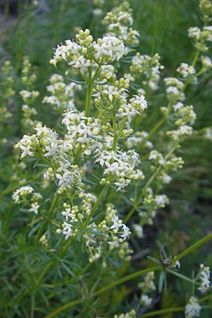 Galium lucidum \ Glanz-Labkraut, Kroatien Učka 28.6.2010