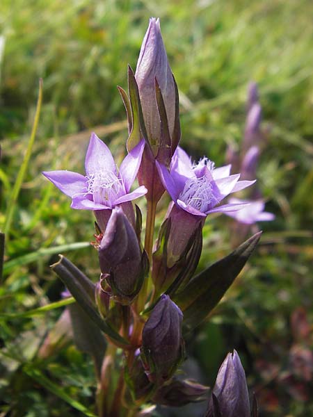 Gentianella austriaca \ sterreichischer Kranzenzian / Austrian Gentian, Kroatien/Croatia Velebit Zavizan 19.8.2016