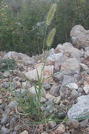 Setaria viridis \ Grne Borstenhirse / Green Bristle Grass, Kroatien/Croatia Senj 16.7.2007