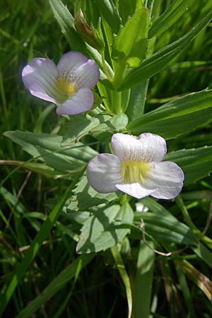 Gratiola officinalis \ Gottes-Gnadenkraut, Kroatien Drniš 2.6.2008