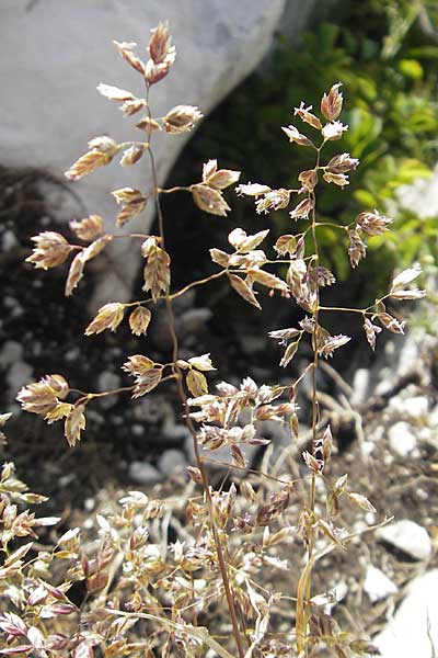 Poa trivialis ? \ Gewhnliches Rispengras, Kroatien Učka 28.6.2010