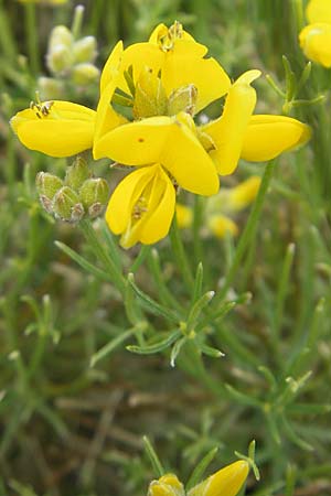 Genista radiata \ Strahlen-Ginster, Kugel-Ginster, Kroatien Velebit Zavizan 30.6.2010