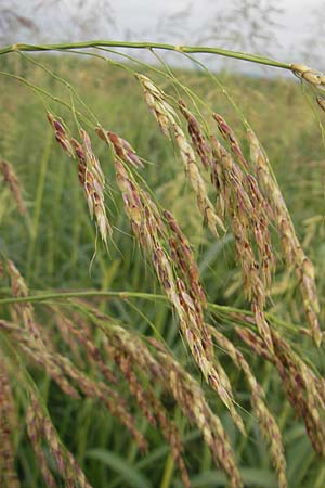 Sorghum halepense / Johnson Grass, Croatia Medvednica 18.7.2010