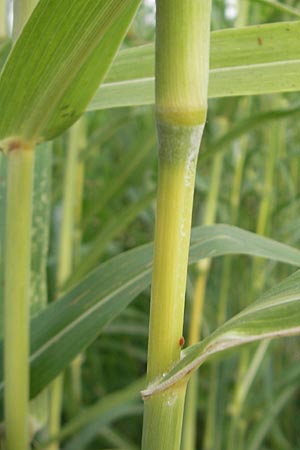 Sorghum halepense \ Aleppo-Mohrenhirse / Johnson Grass, Kroatien/Croatia Medvednica 18.7.2010