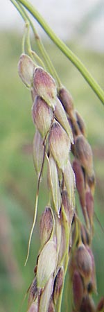 Sorghum halepense \ Aleppo-Mohrenhirse / Johnson Grass, Kroatien/Croatia Medvednica 18.7.2010