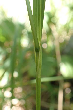 Sesleria autumnalis \ Herbst-Blaugras, Adria-Kopfgras / Autumn Moor Grass, Kroatien/Croatia Učka 12.8.2016