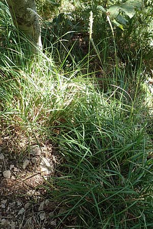 Sesleria autumnalis \ Herbst-Blaugras, Adria-Kopfgras / Autumn Moor Grass, Kroatien/Croatia Učka 12.8.2016