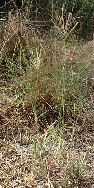 Bothriochloa ischoemum \ Gewhnliches Bartgras / Bluestem, Kroatien/Croatia Istrien/Istria, Labin 17.8.2016