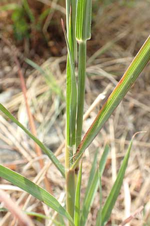 Bothriochloa ischoemum \ Gewhnliches Bartgras, Kroatien Istrien, Labin 17.8.2016