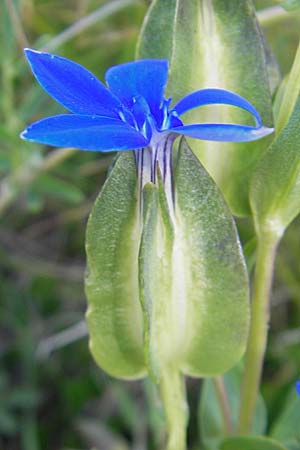 Gentiana utriculosa / Bladder Gentian, Croatia Velebit Oltare 29.6.2010