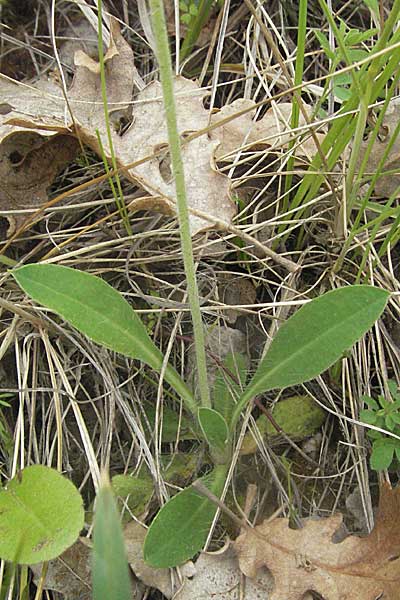 Hieracium pilosella \ Mausohr-Habichtskraut, Kleines Habichtskraut, Kroatien Istrien, Gračišće 27.5.2006