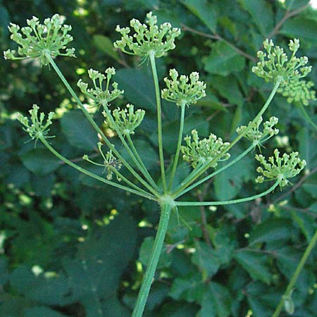 Heracleum sphondylium / Hogweed, Croatia Velebit 16.7.2007