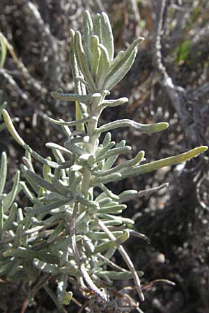 Helichrysum stoechas \ Wohlriechende Strohblume, Kroatien Senj 18.7.2007
