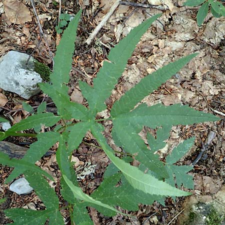 Heracleum sphondylium subsp. elegans \ Berg-Brenklau, Kroatien Risnjak 14.8.2016