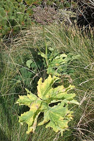 Heracleum sphondylium subsp. elegans \ Berg-Brenklau, Kroatien Risnjak 14.8.2016