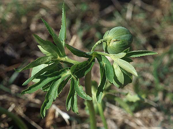 Helleborus multifidus subsp. istriacus \ Vielspaltige Nieswurz / Istrian Hellebore, Kroatien/Croatia Velebit 8.4.2006