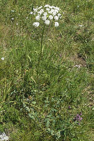 Peucedanum cervaria \ Hirschwurz-Haarstrang, Kroatien Velebit 16.7.2007