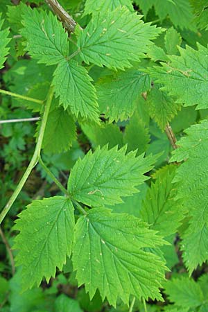 Rubus idaeus \ Himbeere / Raspberry, Kroatien/Croatia Učka 28.6.2010