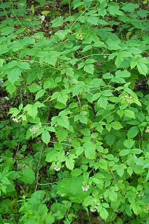 Rubus idaeus \ Himbeere / Raspberry, Kroatien/Croatia Učka 28.6.2010