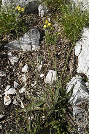 Hieracium cymosum \ Trugdoldiges Habichtskraut / Cymose Hawkweed, Kroatien/Croatia Učka 28.6.2010