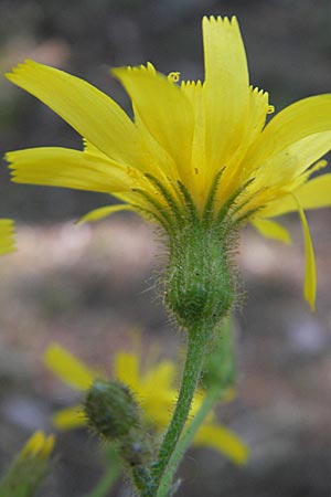 Hieracium murorum \ Wald-Habichtskraut, Mauer-Habichtskraut / Wall Hawkweed, Kroatien/Croatia Medvednica 1.7.2010