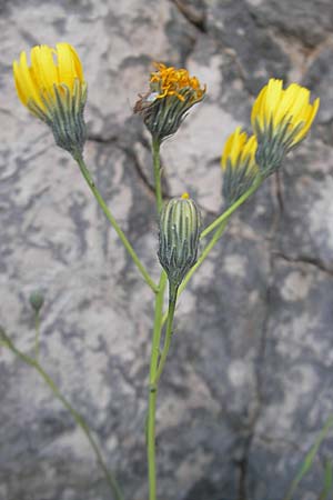 Hieracium glaucum \ Blulichgraues Habichtskraut / Glaucous Hawkweed, Kroatien/Croatia Učka 17.7.2010