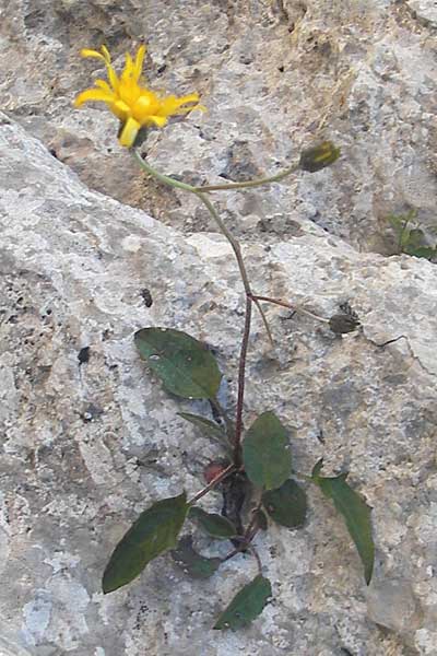 Hieracium murorum \ Wald-Habichtskraut, Mauer-Habichtskraut / Wall Hawkweed, Kroatien/Croatia Velebit 30.6.2010