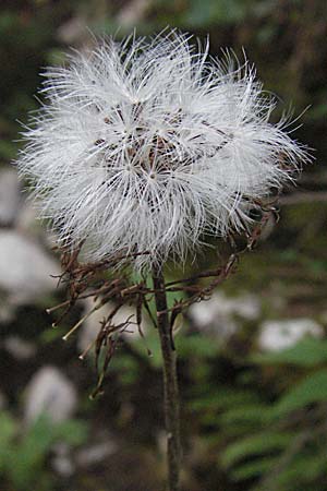 Homogyne sylvestris \ Wald-Brandlattich, Kroatien Gola Plješevica 18.7.2007