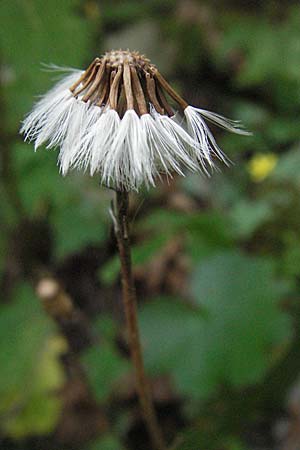 Homogyne sylvestris \ Wald-Brandlattich, Kroatien Plitvička 19.7.2007