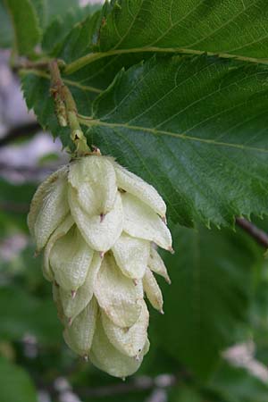 Ostrya carpinifolia / Hop Hornbeam, Croatia Visovac 2.6.2008