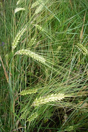 Hordeum vulgare \ Brau-Gerste, Mehrzeilige Gerste, Kroatien Istrien, Zminj 5.6.2008